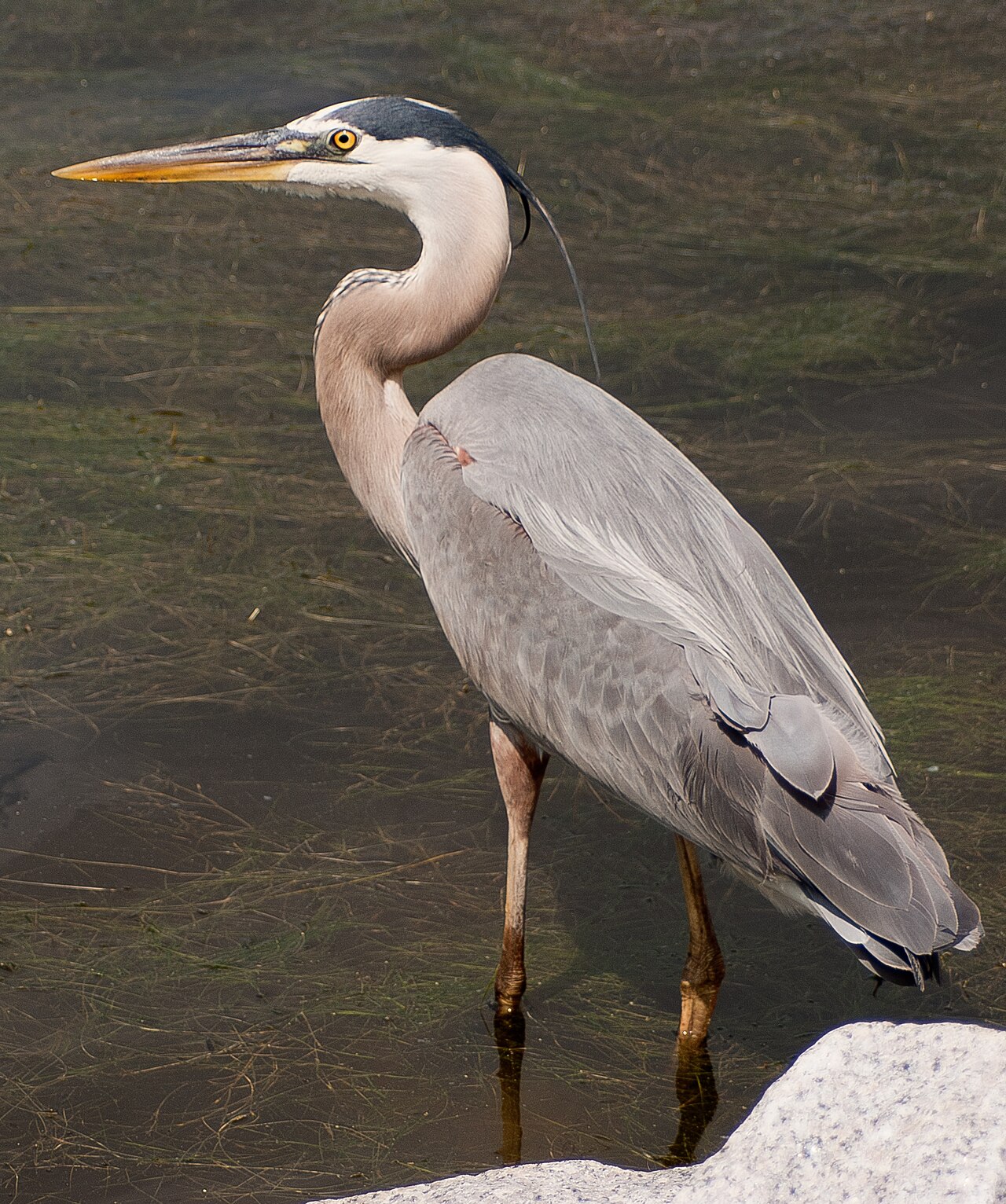 A great blue heron wading in coastal water